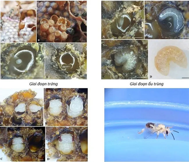 Ảnh các giai đoạn phát triển của loài Lepidotrigona flavibasis.