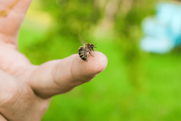 Không phải lúc nào ong cũng tấn công. Nhưng nếu chúng làm điều này, bạn cần sớm nhận biết và xử lý kịp thời (Ảnh: Getty).