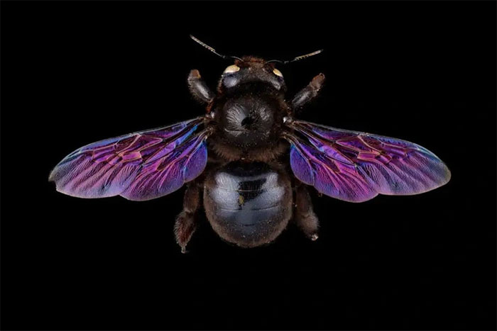 Ong thợ màu tím (Xylocopa violacea) - (Ảnh: Pete Carr).