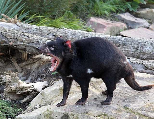 Quỷ Tasmania có thân hình nhỏ nhắn và tròn trịa, có bộ lông đen bóng, mắt nhỏ và miệng to, những mô tả này khiến chúng trở thành một nhóm động vật nhỏ không có gì nổi bật, nhưng trên thực tế chúng lại được mệnh danh là 