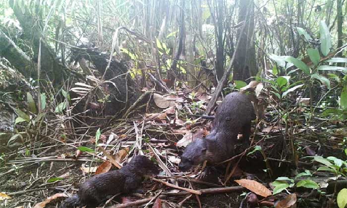 Những con rái cá lông mượt trong rừng ngập mặn - (Ảnh: Fauna & Flora/FCEE).