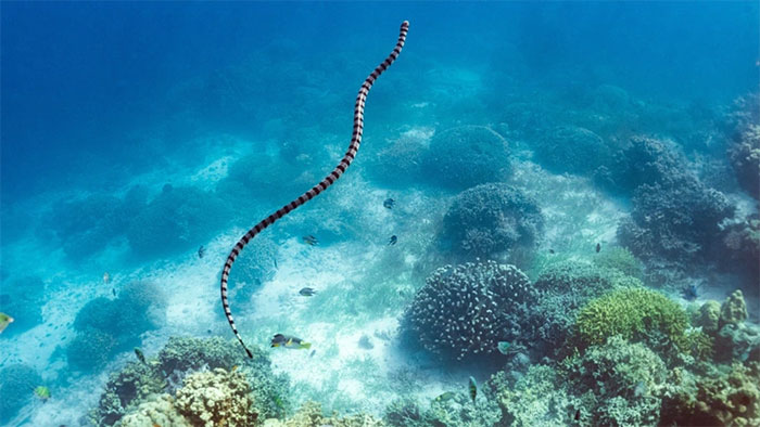 Rắn biển Palaeophis colossaeus có hình thù như rắn Laticauda colubrina (ảnh) - (Ảnh: Matteo Colombo/Getty Images).