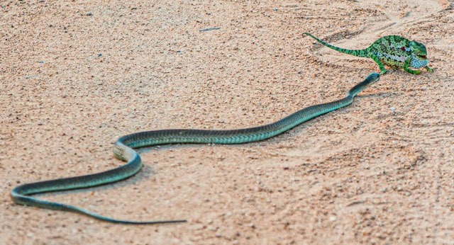 Rắn lục Boomslang và đối thủ.