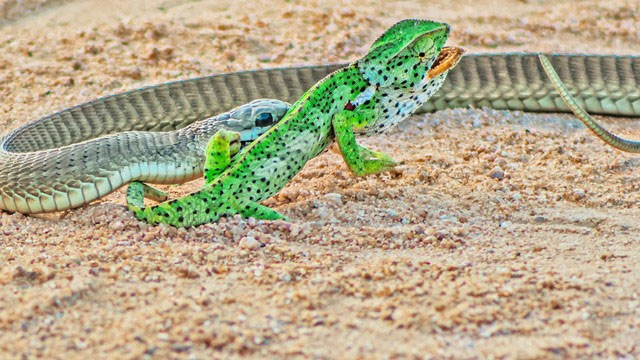 Rắn lục Boomslang kịch độc ở Công viên Quốc gia Kruger