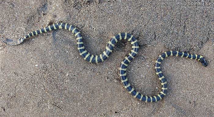 Rắn đẻn bụng vàng (Hydrophis caerulescens). Kích thước: Dài 74 cm. Khu vực phân bố: Vùng Nam Trung Bộ (Phan Thiết, Phan Rí, mũi Kê Gà), Đông Nam Bộ (Vũng Tàu). (Ảnh: Marine Life of Mumbai).