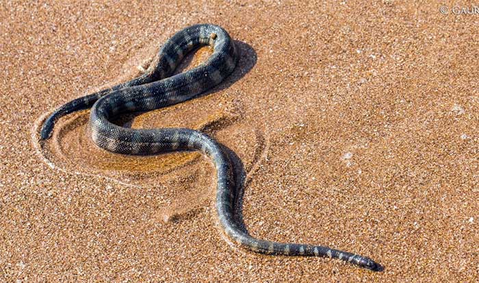 Rắn đẻn cạp nong (Hydrophis fasciatus). Kích thước: Dài 110 cm. Khu vực phân bố: Phía Bắc vịnh Bắc bộ, Trung Bộ (mũi Kê Gà), Nam Bộ và Côn Đảo. (Ảnh: iNaturalist).