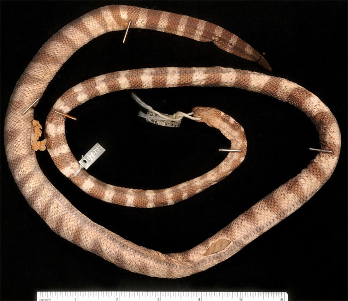 Rắn đẻn khoanh đuôi đen (Hydrophis torquatus). Kích thước: Dài 104 cm. Khu vực phân bố: Từ phía Đông khu vực Bắc Bộ qua Trung Bộ (Phan Thiết, mũi Kê Gà, Vũng Tàu) tới Nam bộ. (Ảnh: Encyclopedia of Life).