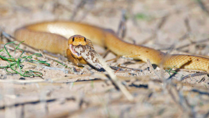 Hổ mang Nam Phi nuốt chửng rắn puff adder khá dễ dàng. (Ảnh: Latest Sightings).