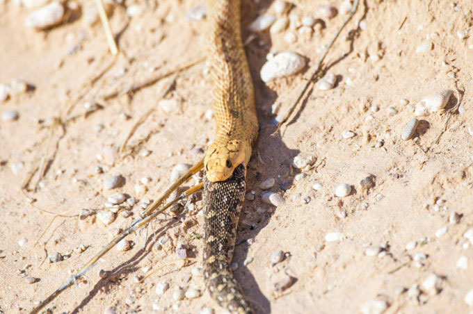 Gabi Hotz bắt gặp rắn hổ mang Nam Phi đang ăn thịt con mồi. (Ảnh:Latest Sightings).