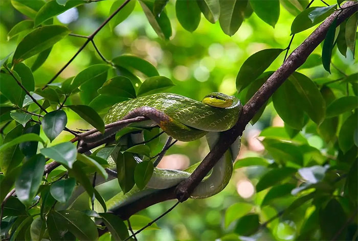 Rắn lục chúa thường sống trên cây và luôn tìm cách lẩn trốn con người (Ảnh: Animalia).