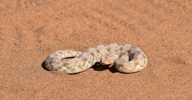 Bí quyết di chuyển nhanh chóng của Sidewinder nằm ở cấu trúc vảy đặc biệt trên cơ thể