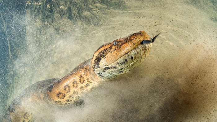 Rắn Vasuki có liên quan loài trăn Anaconda hiện đại - (Ảnh: WaterFrame/Alamy Stock Photo)