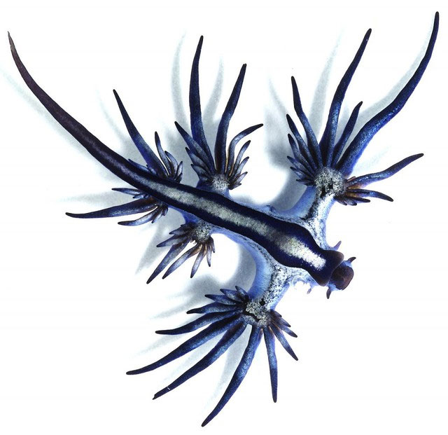 Glaucus atlanticus có độc tố tetrodotoxin (TTX) trên da, đây là loại độc tố thần kinh mạnh có thể gây tử vong cho con người. Ngay cả sau khi chết, nọc độc của chúng vẫn còn và giẫm phải hoặc nhặt lên có thể dẫn đến vết đốt bỏng rát đi kèm với các triệu chứng như buồn nôn, đau đớn, nôn mửa, v.v.