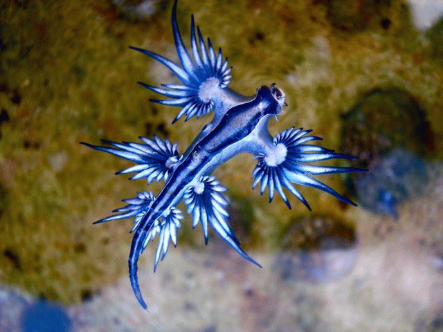 Glaucus atlanticus ăn các loài siphonophores có nọc độc cực cao.