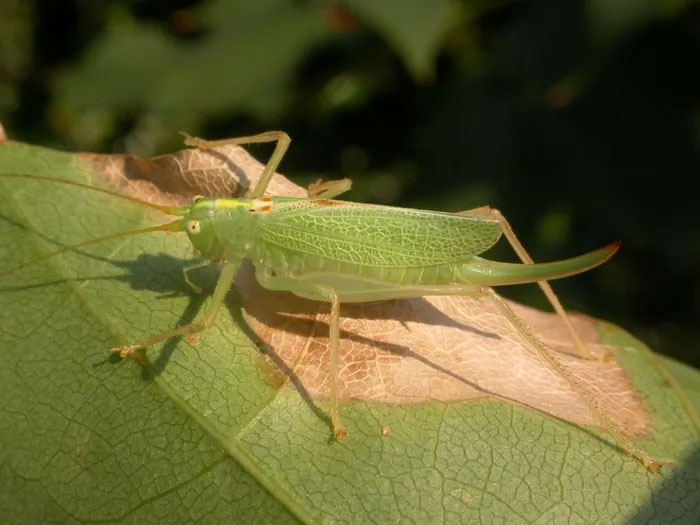 Sát sành sồi (Meconema thalassinum) dài 1,8-2 cm, phân bố ở châu Âu. Loài côn trùng này cư trú trên các loài cây lá rộng. Chúng săn các loài côn trùng nhỏ sau khi trời tối. Con cái có máng đẻ trứng cong và dài. (Ảnh: Wikipedia).