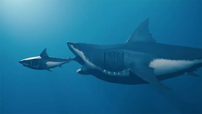 Ảnh minh họa một con Megalodon đang ăn thịt một con cá mập trắng lớn, nhỏ hơn - (Ảnh: BARIS-OZER/GETTY)