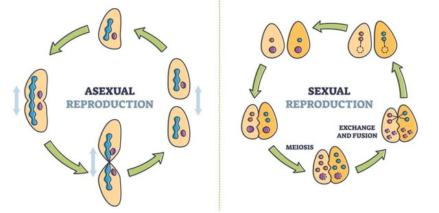 Sự biến đổi di truyền trong sinh sản hữu tính lớn hơn nhiều do sự pha trộn của các gene.