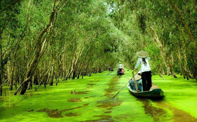 Sông Trẹm được xếp vào hàng quý hiếm trên thế giới không chỉ vì độ dài của nó mà còn vì nó chảy qua rừng U Minh. (Ảnh: Doanh nhân Plus)