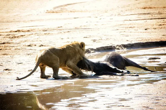 Một con sư tử chưa trưởng thành (Panthera leo) hạ gục linh dương đầu bò (Connochaetes) và kéo nó dọc theo lòng sông Sand River ở Serengeti.