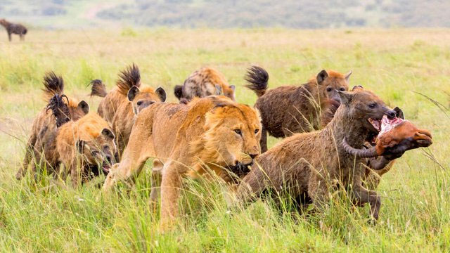 Linh cẩu thường tranh giành con mồi với sư tử. (Ảnh: NatGeo)