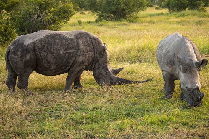 Trên toàn thế giới, có năm loài tê giác sống được công nhận thuộc bốn chi (họ Rhinocerotidae). Đó là tê giác trắng (Ceratotherium simum), tê giác đen (Diceros bicornis), tê giác Ấn Độ (Rhinoceros unicornis), tê giác Java (Rhinoceros sondaicus) và tê giác Sumatra (Dicerorhinus sumatrensis). Ba trong số năm loài (tê giác đen, tê giác Java và tê giác Sumatra) nằm trong danh sách mười hai loài có nguy cơ tuyệt chủng và nguy cấp trên toàn cầu (EDGE) hàng đầu, chúng thể hiện tính đặc biệt về mặt tiến hóa và tất cả đều phải đối mặt với những thách thức bảo tồn do con người săn lùng sừng của chúng, cũng như mất môi trường sống.