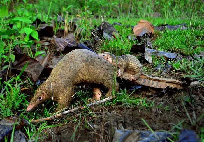 Tê tê Philippine (Manis culionensis) dài 50-70 cm, là một loài Tê tê đặc hữu của tỉnh Palawan ở Philippines. Loài này có quan hệ rất gần với Tê tê Java, được phân biệt nhờ tỷ lệ cơ thể trên đuôi nhỏ hơn, vảy nhỏ hơn và đầu ngắn hơn.