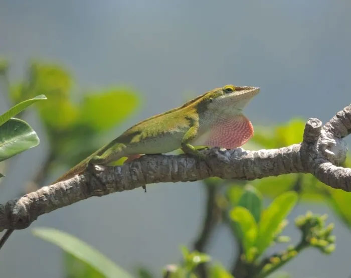 Loài thằn lằn anole xanh đã tàn phá quần thể côn trùng trên đảo Chichijima của Nhật Bản. (Nguồn: Japan Nature Guides).