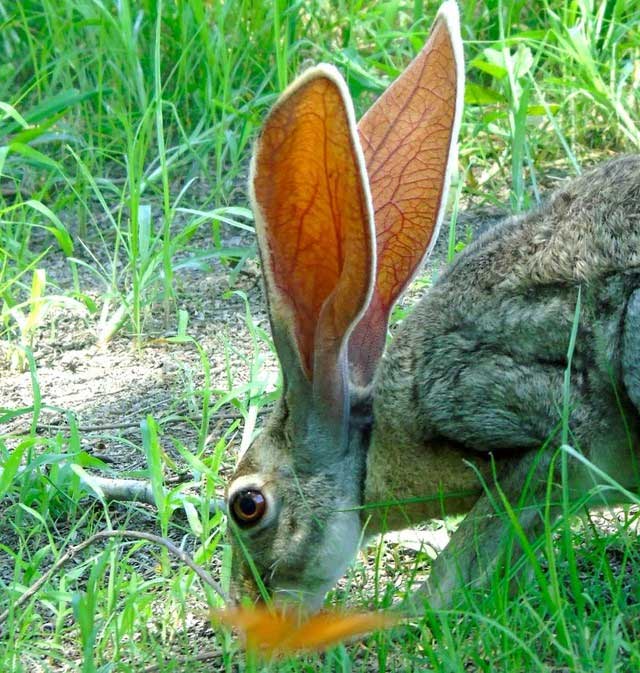 Antelope Jackrabbit là một loài thỏ Bắc Mỹ được gọi với một cái tên khác là thỏ rừng linh dương vì chúng được biết đến là có khả năng chạy và nhảy nhanh. Chúng là một trong năm loài thỏ rừng sống ở các vùng khác nhau ở Bắc Mỹ và là một trong những loài thỏ rừng lớn nhất ở vùng này.