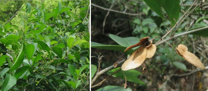 Loài mới Chlorohiptage vietnamensis T.V.Do, T.A.Le & R.F.Almeida - (Ảnh: LÊ TUẤN ANH).