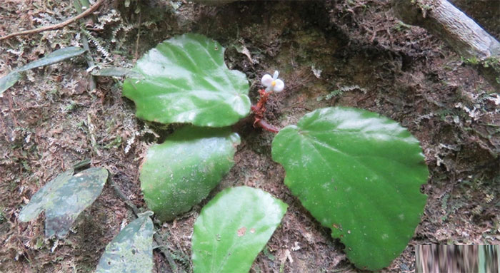 Loài mới Đakrông Begonia dakrongensis C.H.Nguyen, T.A.Le & C.W.Lin ngoài tự nhiên - (Ảnh: LÊ TUẤN ANH)