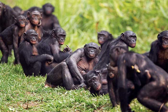 Bonobo, trước đây còn gọi là tinh tinh lùn, là một loài tinh tinh lớn trong chi Tinh tinh. Loài này có chân tương đối dài, đôi môi màu hồng, mặt tối và chùm đuôi thành búi thông qua tuổi trưởng thành, và lông dài trên đầu. Ảnh: Scientific Reports