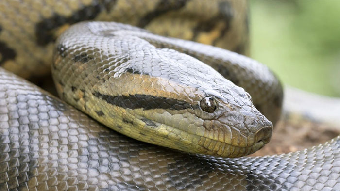 Trăn Anaconda xanh - (Ảnh: Mark Kostich/Getty Images).