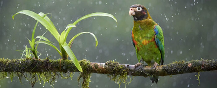 Một con vẹt tại rừng Amazon (Ảnh: Juan Carlos Vindas/Getty Images).