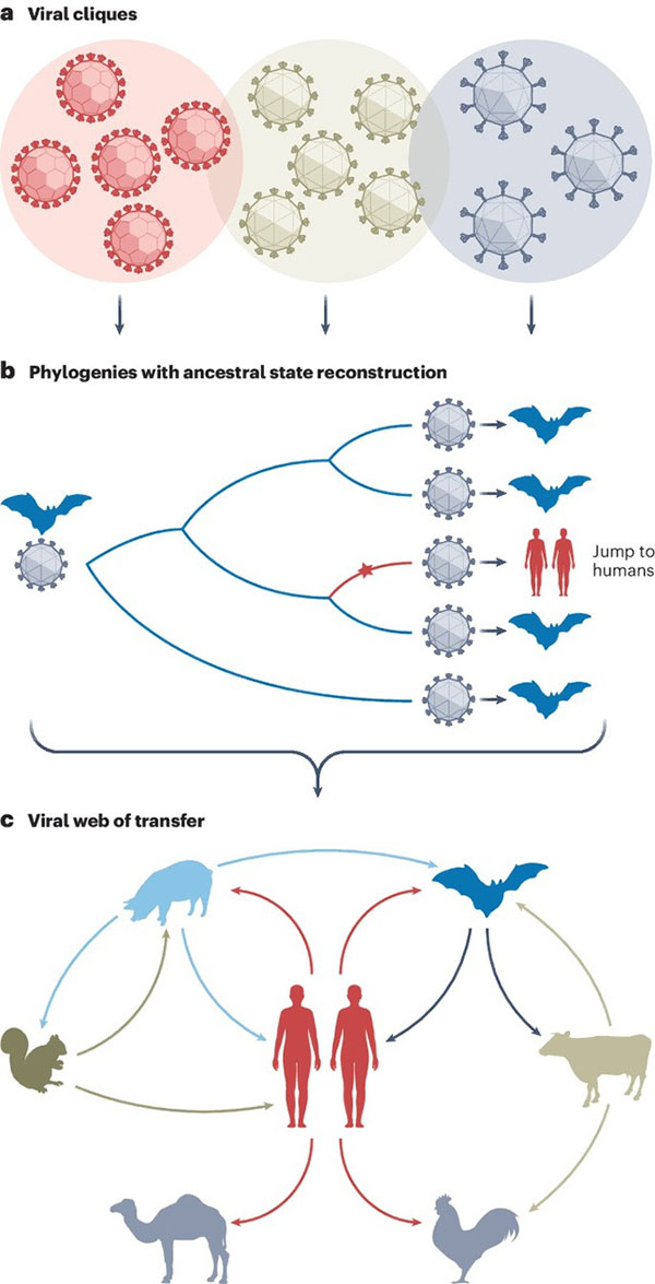 Sự lây lan của virus từ người sang động vật