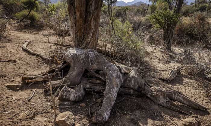 Một con voi chết do hạn hán tại Samburu, Kenya, ngày 12/10/2022. (Ảnh: AFP/TTXVN).