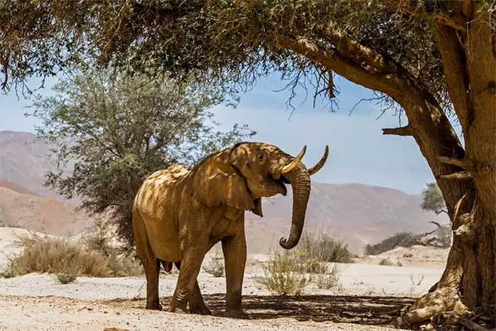 Một con voi bụi rậm (Loxodonta africana africana) ở một khu vực hoang vắng gần Purros và biên giới Công viên Quốc gia Skeleton Coast, Namibia.