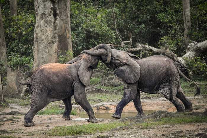 Hai con voi rừng đọ sức tại rừng Bayanga thuộc khu bảo tồn Dzanga Sangha, tây nam CH Trung Phi. (Ảnh tư liệu: AFP/ TTXVN).