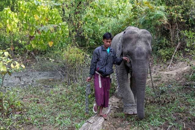 Do sự phát triển của con người, voi châu Á ngày càng mất đi nơi ở tự nhiên, buộc chúng phải đến gần khu vực sinh sống của con người để tìm kiếm thức ăn và nước. Điều này dẫn đến sự gia tăng xung đột giữa voi và con người.