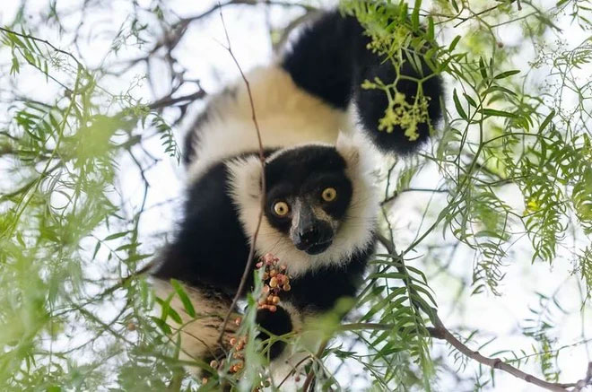  Vượn cáo lông xù đen trắng. (Nguồn: Shutterstock)