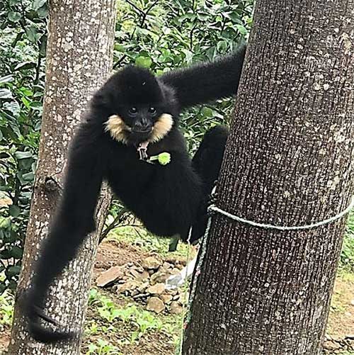 Cá thể vượn đen má hung được phát hiện trong khu dân cư ở huyện Hòa Vang, TP Đà Nẵng.