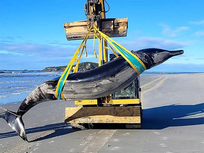 Cá voi quý hiếm nhất thế giới đã dạt vào bãi biển New Zealand. (Ảnh: news-journal.com).